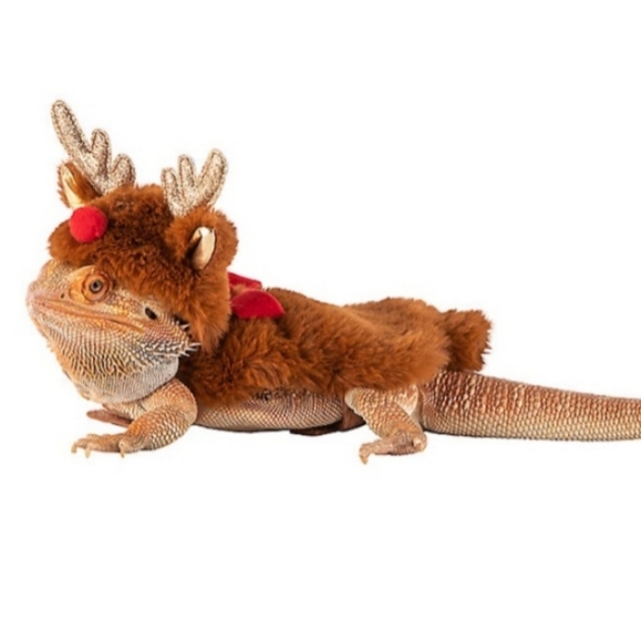 Bearded dragon Chistmas costume set - Picture 2 of 5